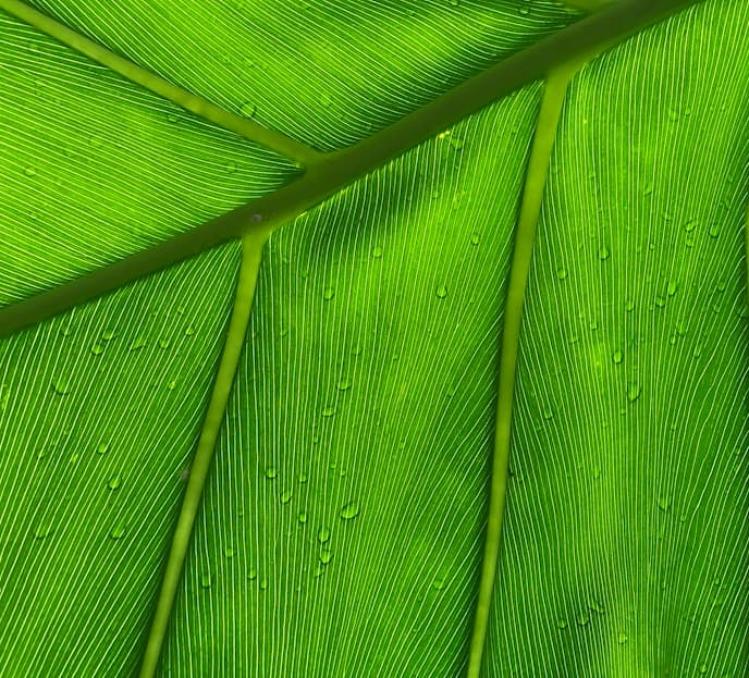 Feast of San Vicente Ferrer