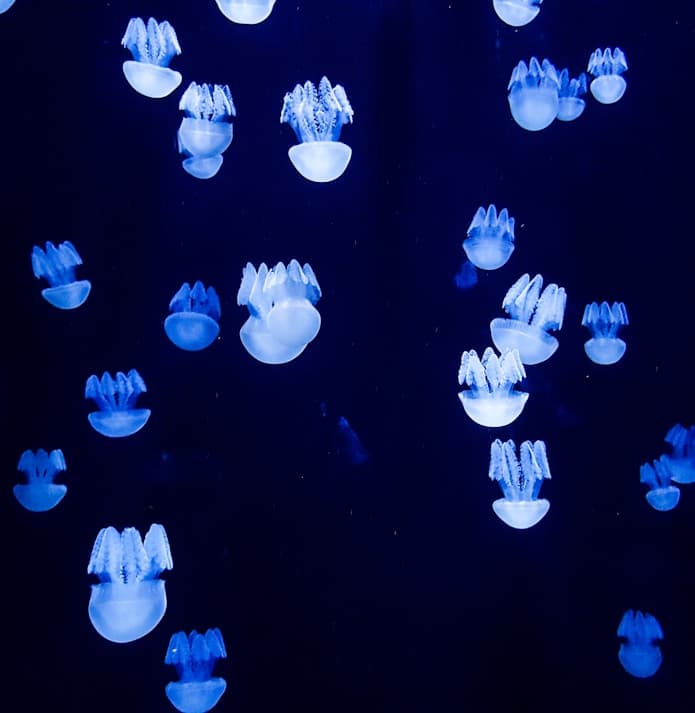 Feast of Saint Joseph