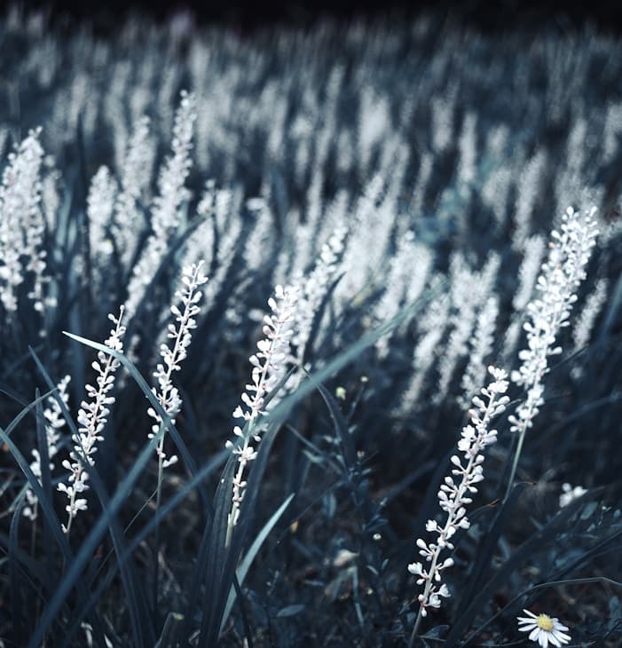 Feast of Our Lady of the Holy Rosary