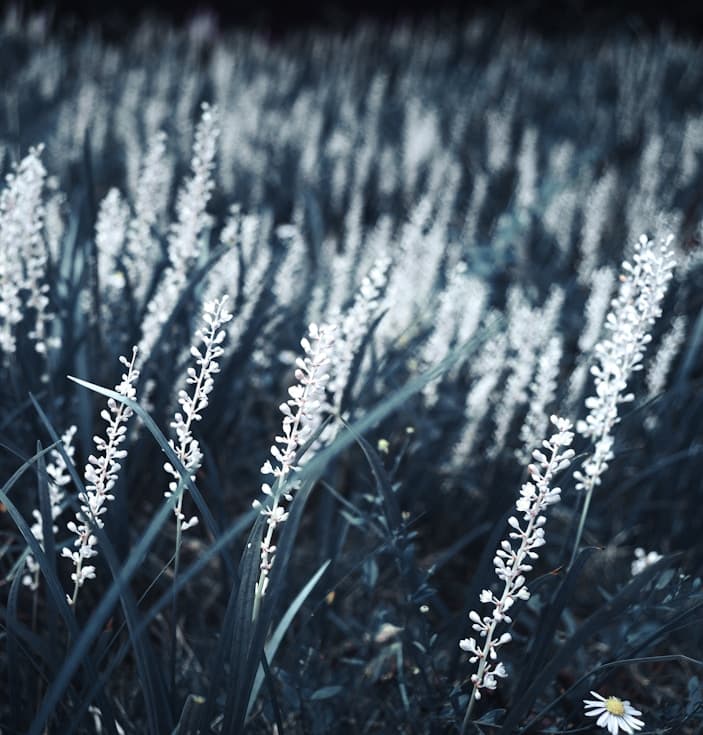 Kapayvanuvanua pre-fishing season ritual