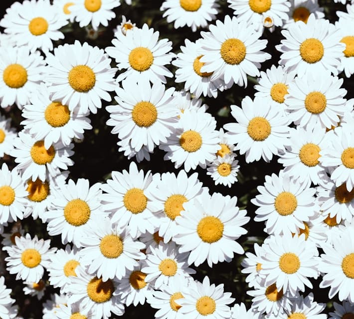 Feast of Sto. Tomas de Aquinas