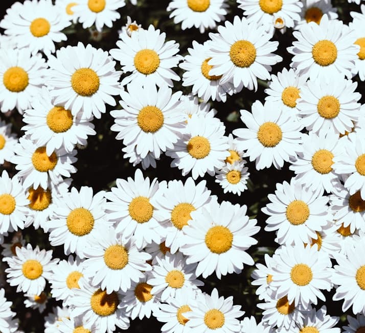 Vakul-Kanayi Festival