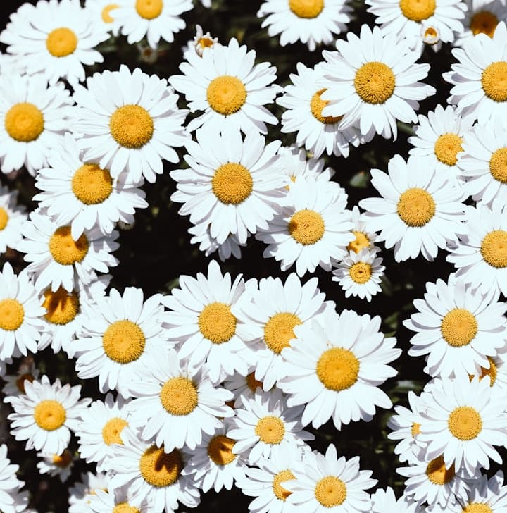 Harvest Season for Garlic