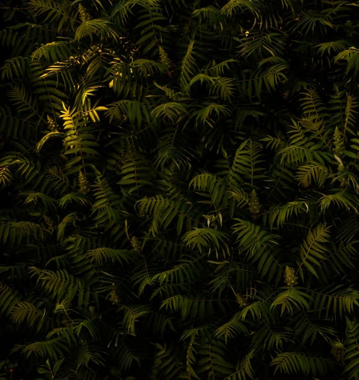 Kapayvanuvanua pre-fishing season ritual