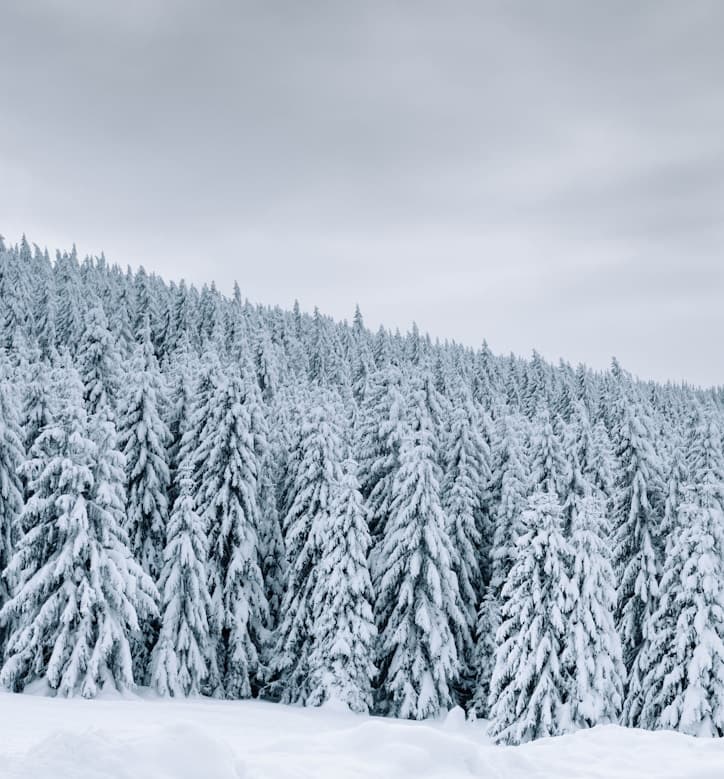 Fishing Season for the Flying Fish