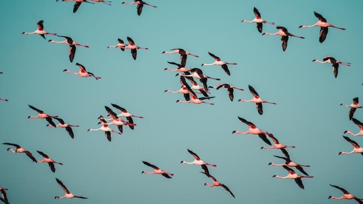 Fishing Season for the Flying Fish