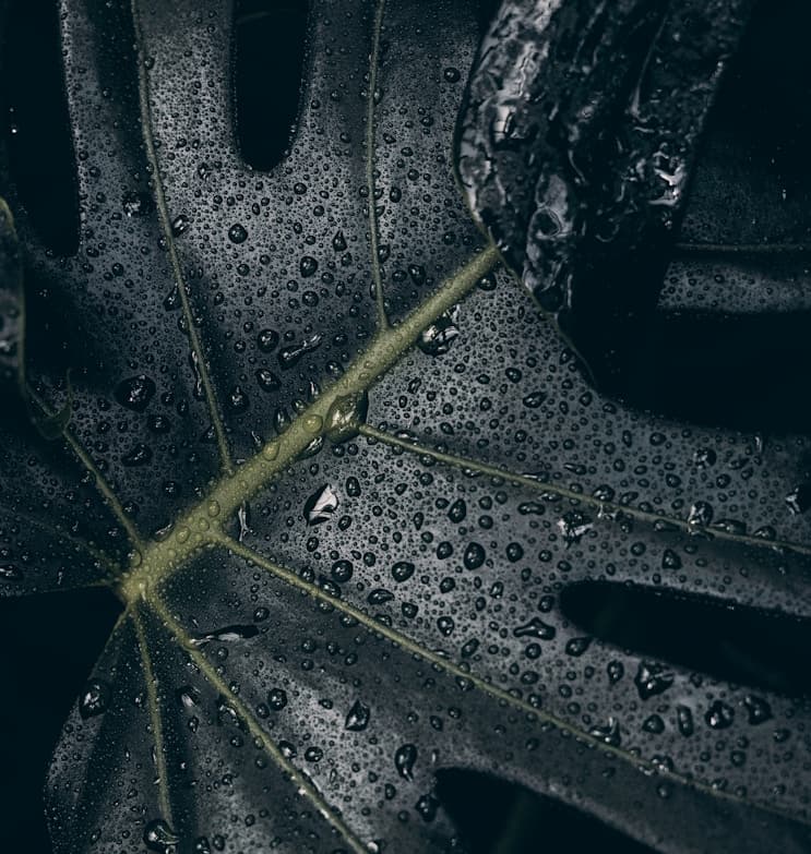 Feast of San Vicente Ferrer