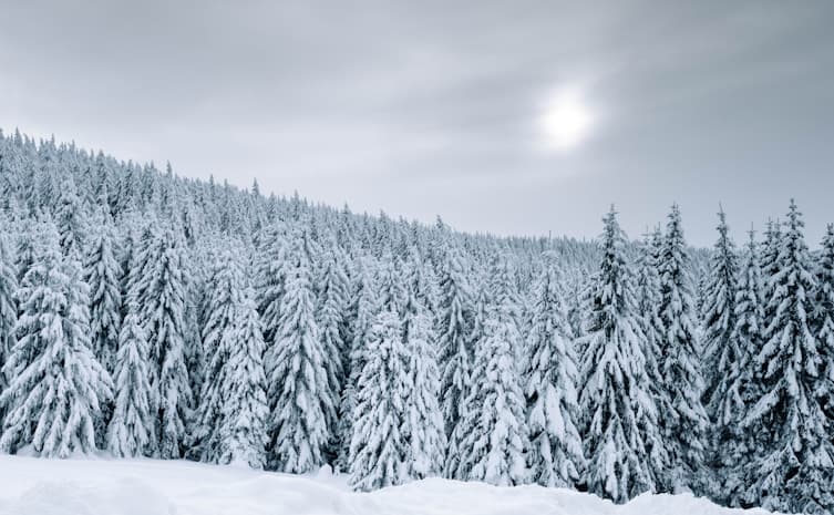 Harvest Season for Garlic