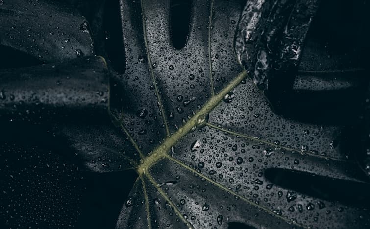 Feast of Our Lady of the Holy Rosary