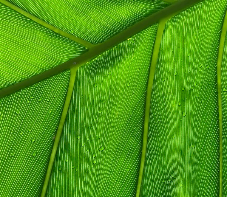 Feast of our Lady of Lourdes