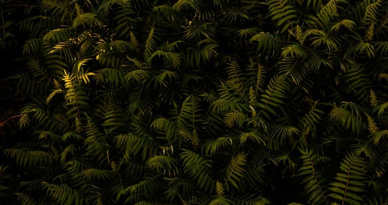 Fishing Season for the Flying Fish