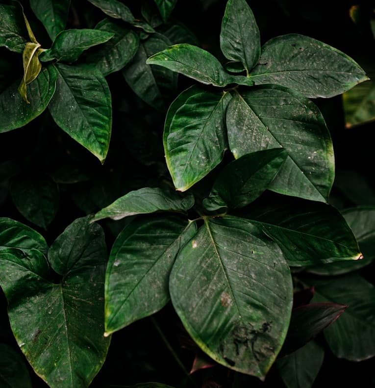 Feast of Sto. Tomas de Aquinas