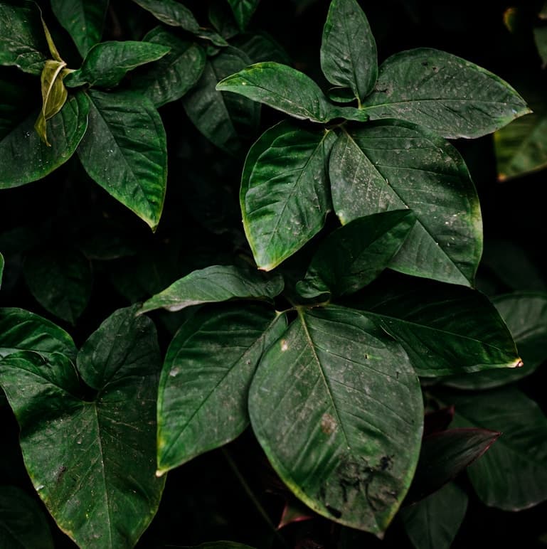 Feast of our Lady of Lourdes