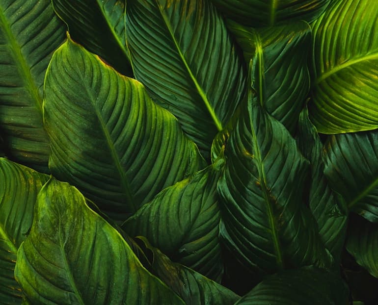 Feast of our Lady of Lourdes