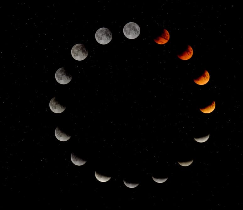 Harvest Season for Garlic