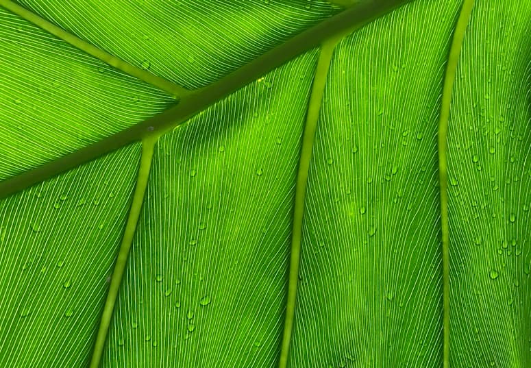 Feast of our Lady of Lourdes