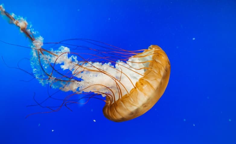 Feast of Sto. Tomas de Aquinas