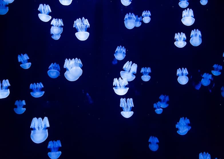 Feast of Miraculous Medal