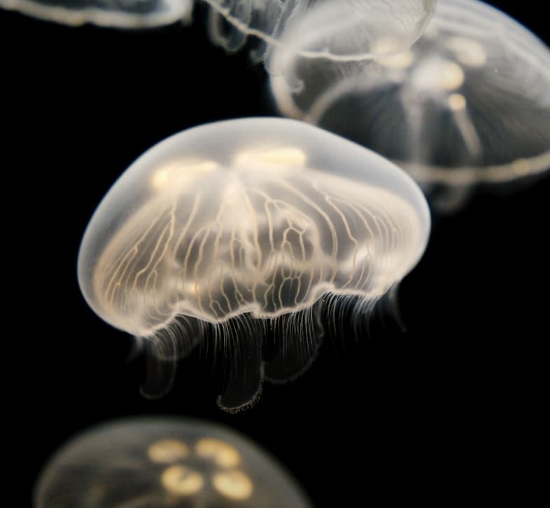 Harvest Season for Garlic