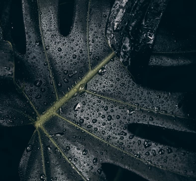 Feast of our Lady of Lourdes