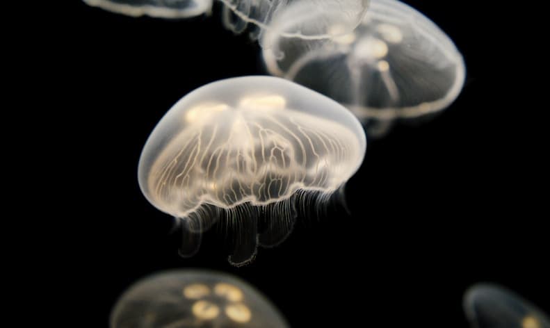 Feast of Sto. Tomas de Aquinas