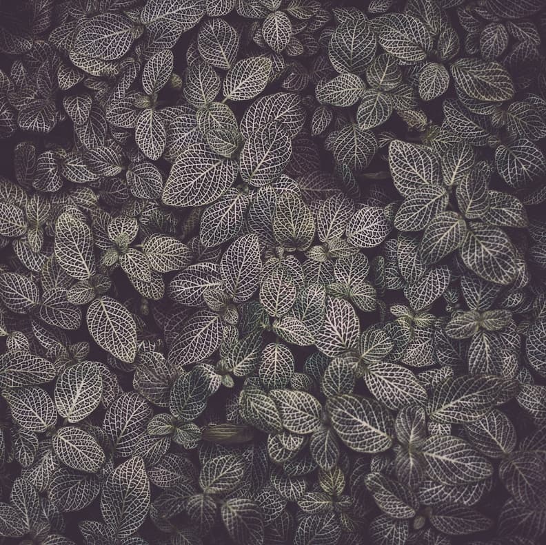 Fishing Season for the Flying Fish