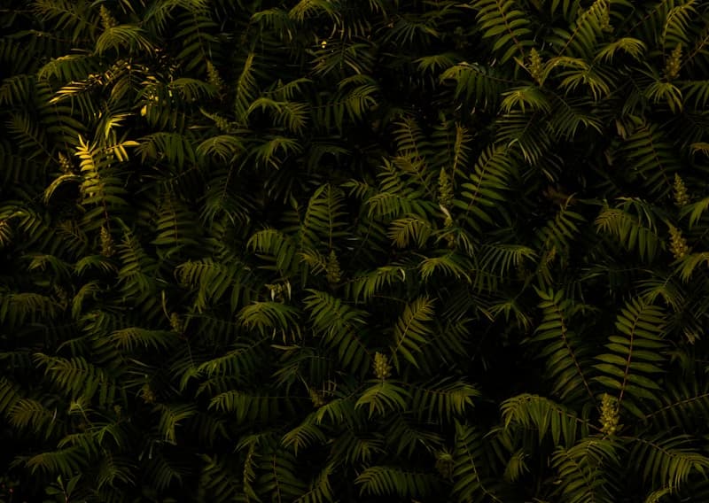 Fishing Season for the Flying Fish